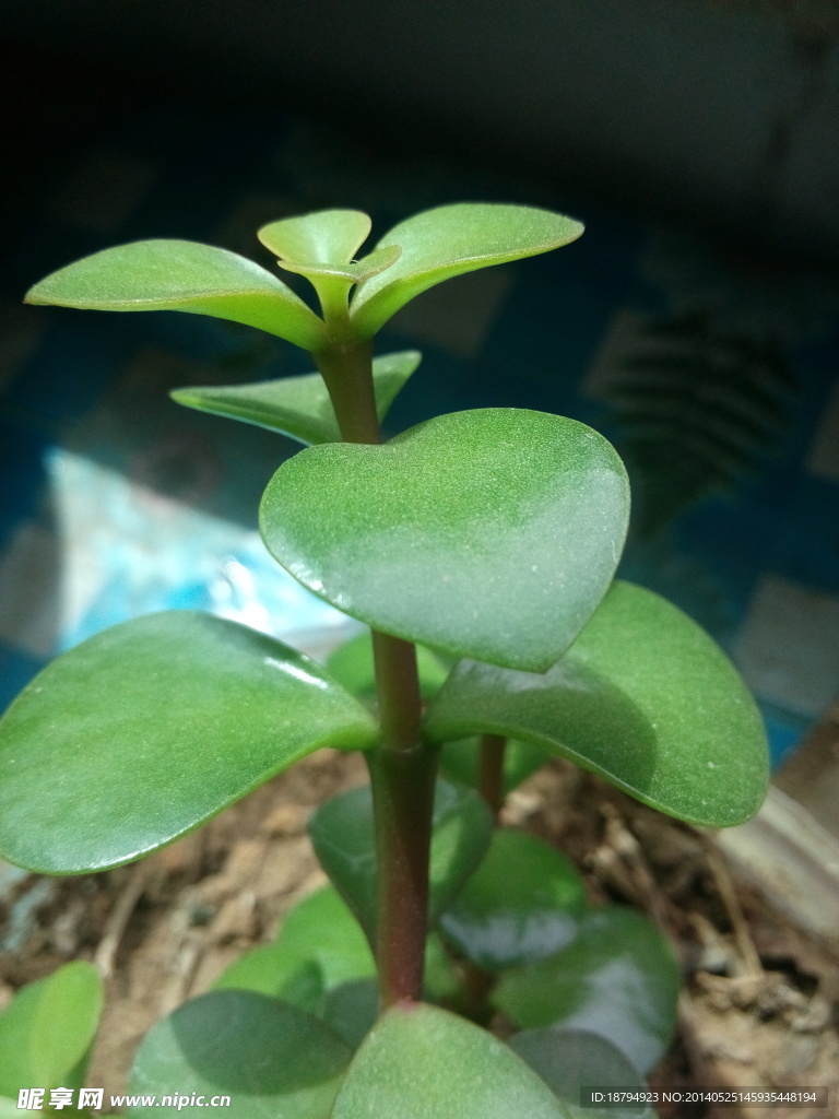 绿色植物