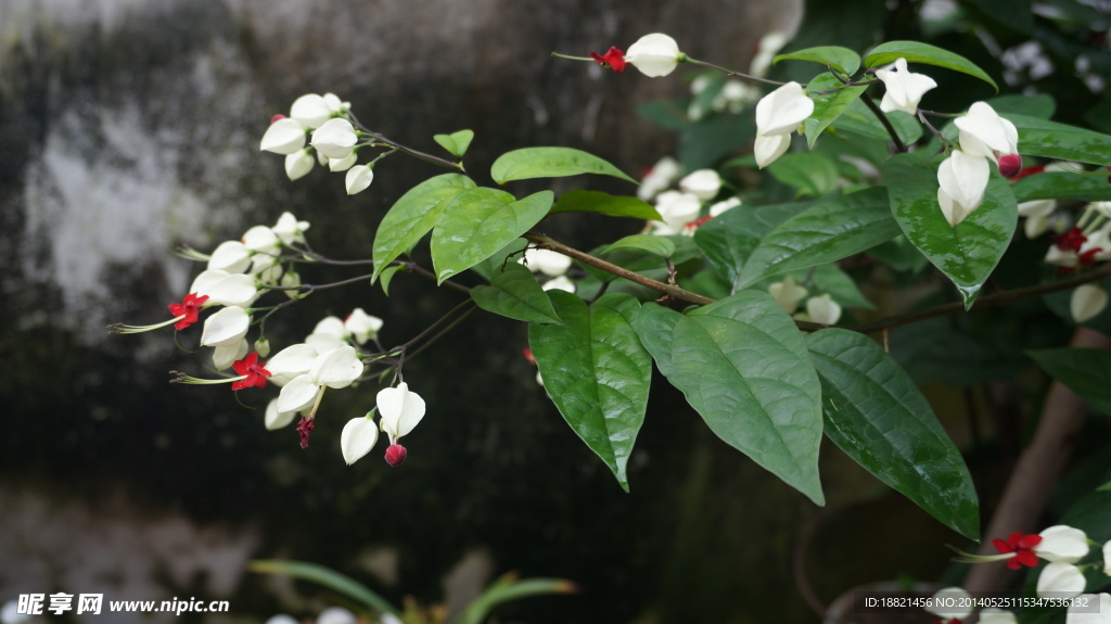 九龙吐珠花