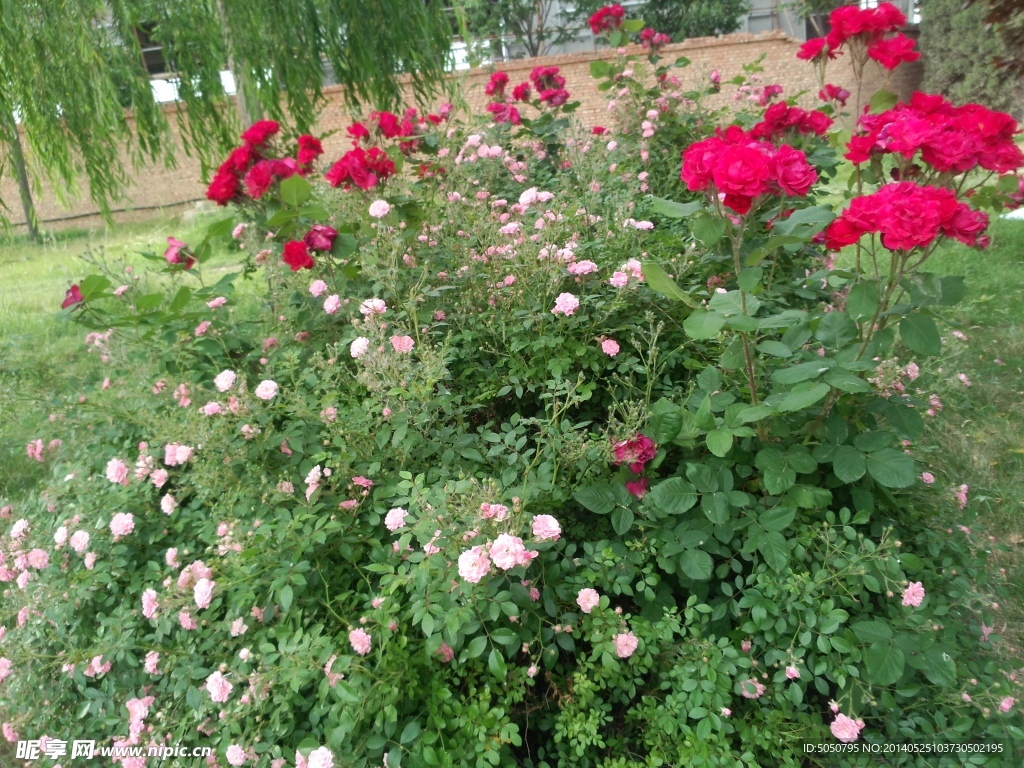 月季花摄影