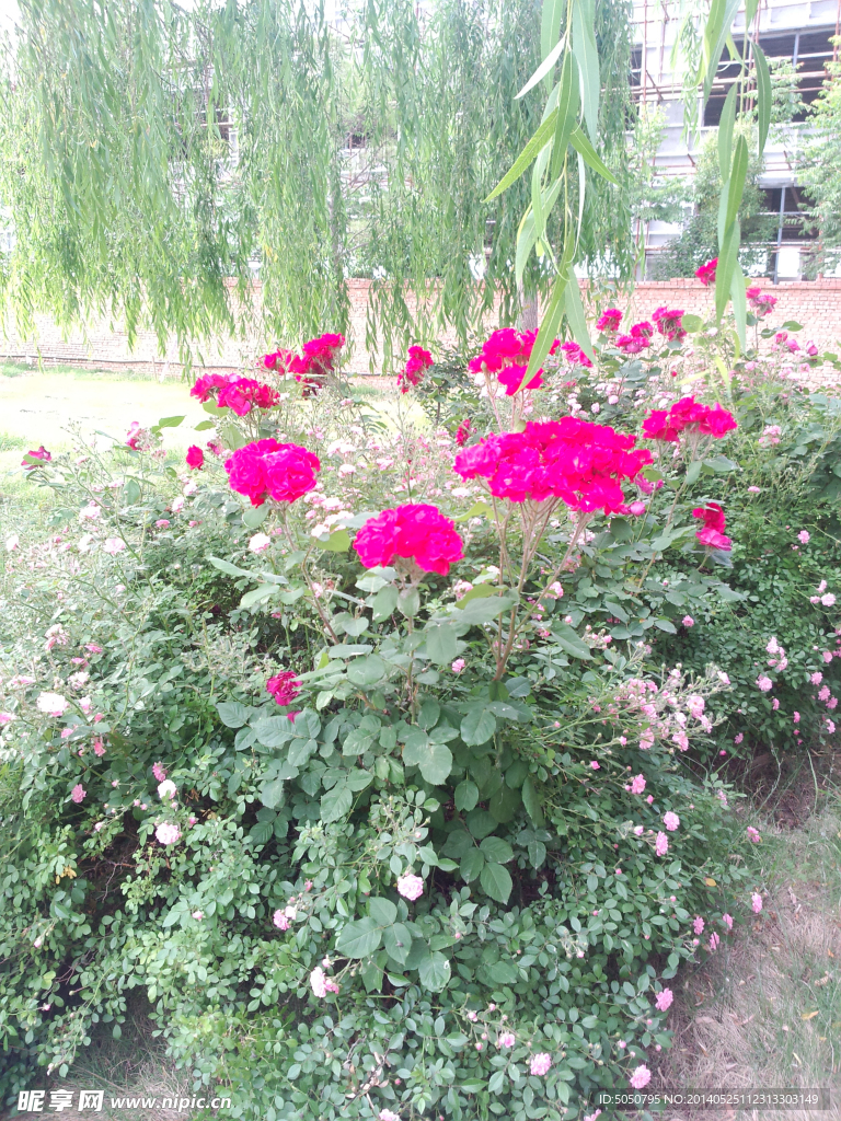 月季花摄影