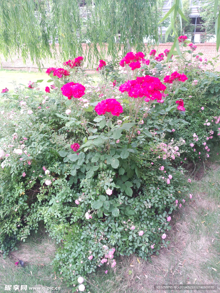 月季花摄影