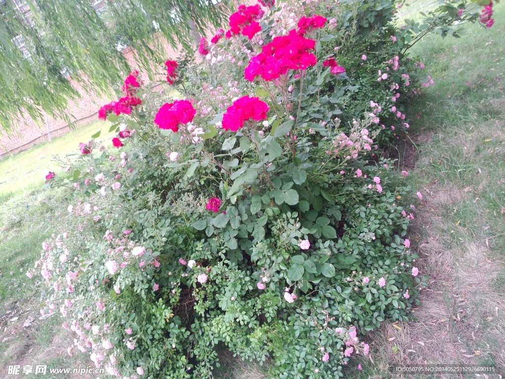 月季花摄影