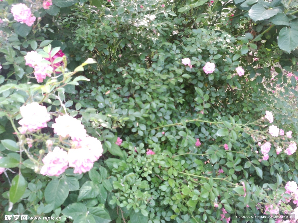 月季花摄影