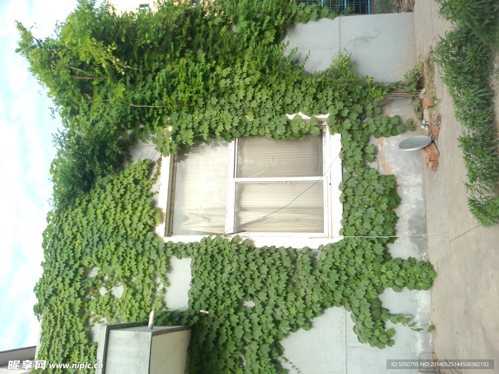 爬山虎