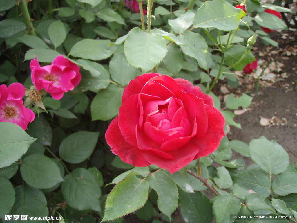月季花