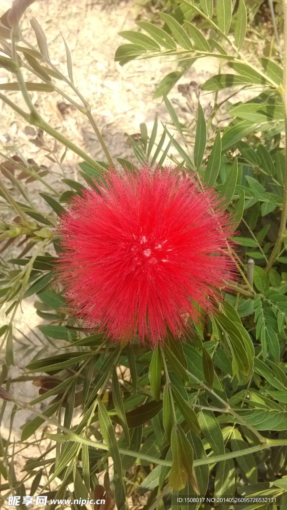红球花