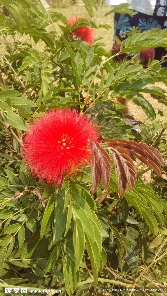 红球花