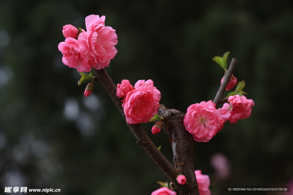 桃花