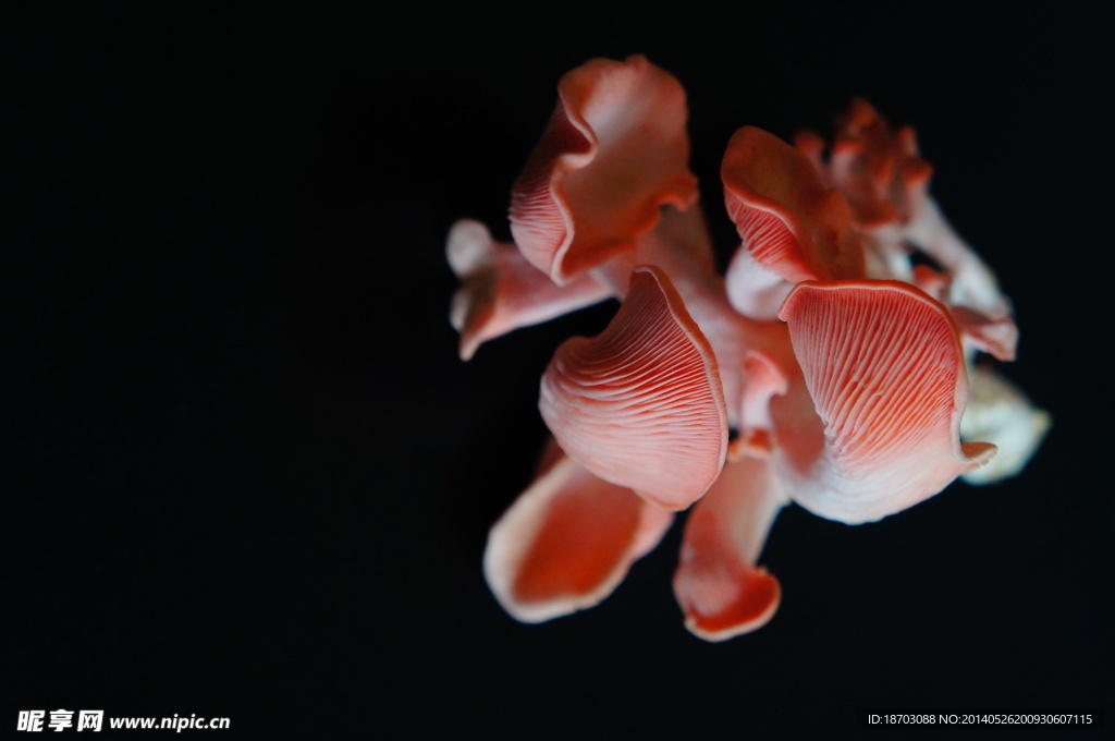 桃红平菇