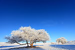 高原雪景