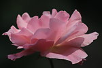 月季花