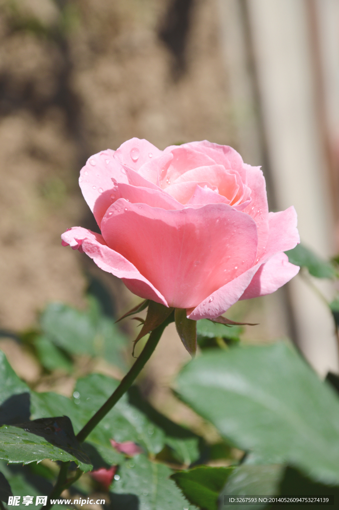 月季花