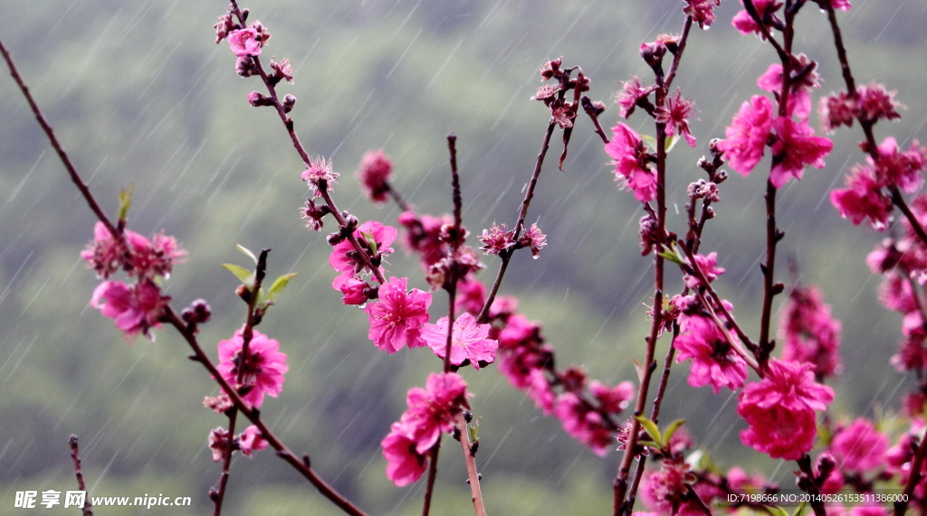 雨中桃花
