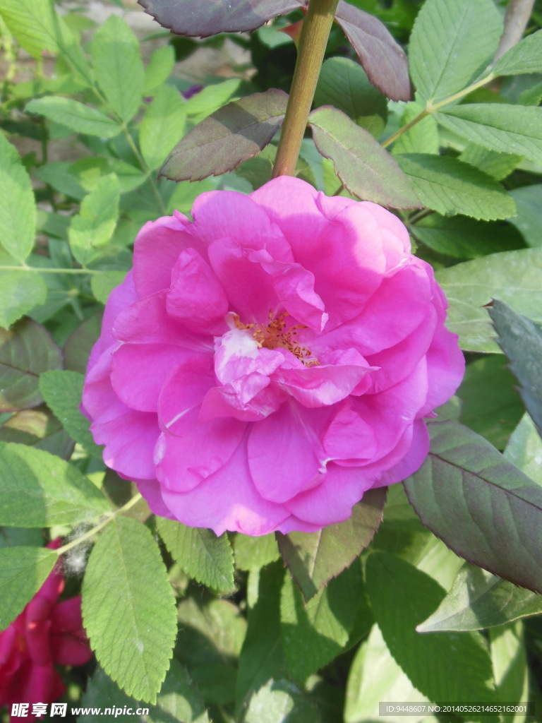 玫瑰花