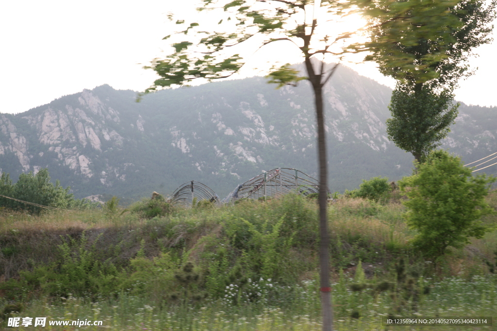 树与山