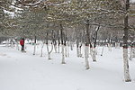 雪景