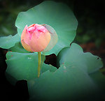 莲花 水芙蓉