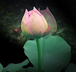 莲花 水芙蓉