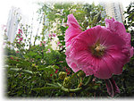 蜀葵花
