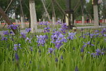 公园 花