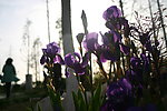 逆光花