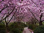 樱花大道