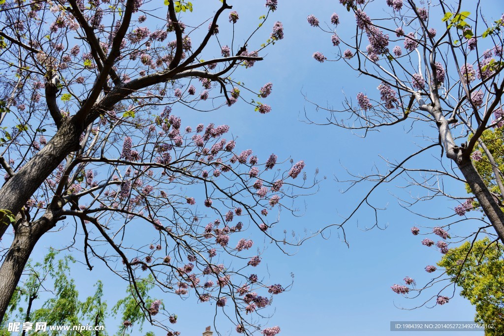 梧桐花