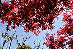 枫叶
