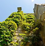 爬山虎