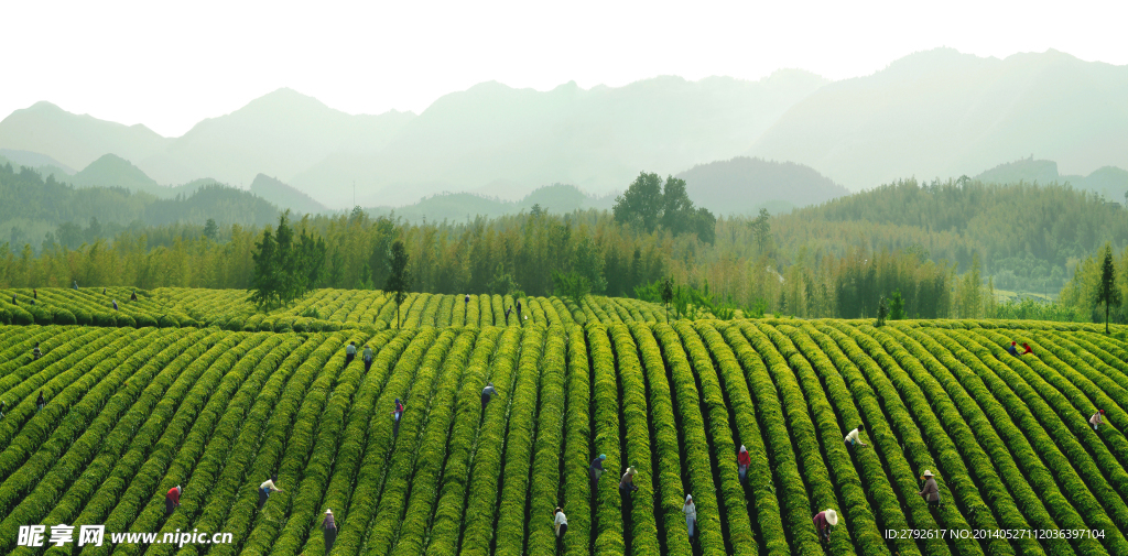 茶 绿洲 劳动 茶叶