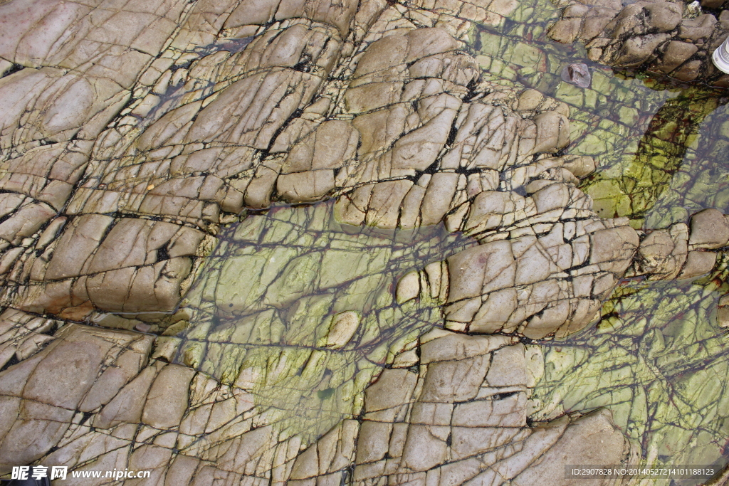 长岛海边绿纹苔藓岩石