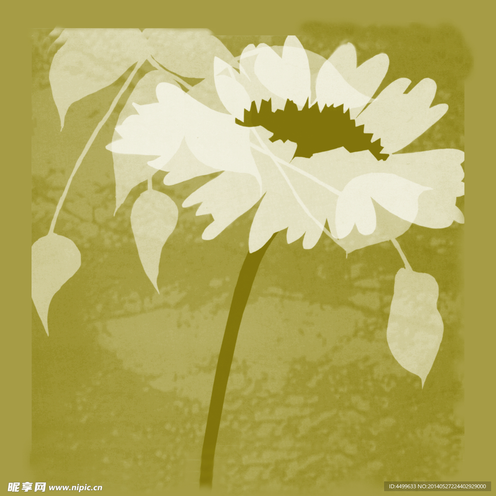菊花