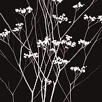 植物无框画
