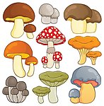 蘑菇食用菌