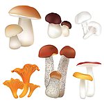 蘑菇食用菌