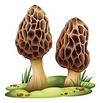 蘑菇食用菌