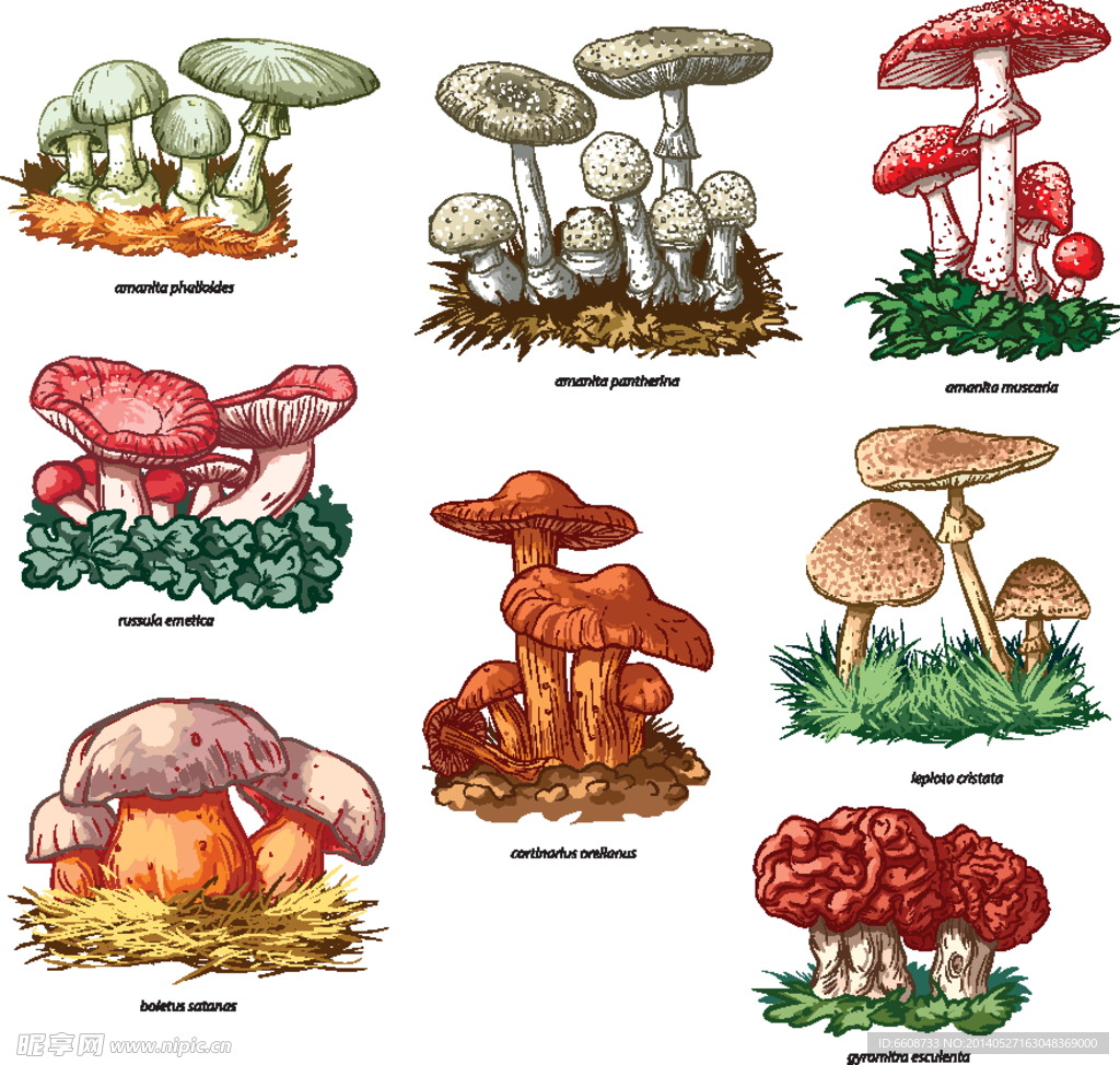 蘑菇食用菌