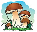 蘑菇食用菌