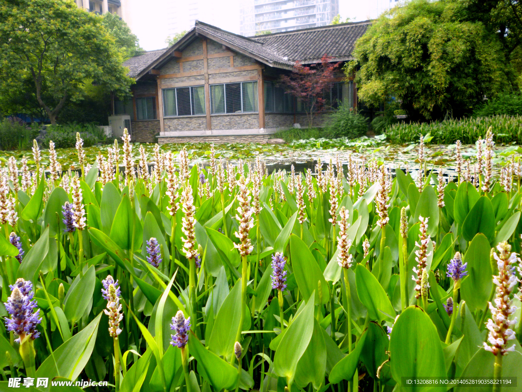 花草建筑