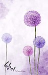 蒲公英