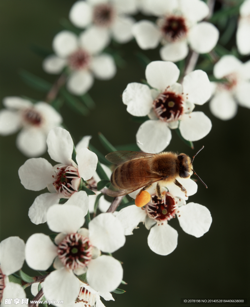蜜蜂采蜜