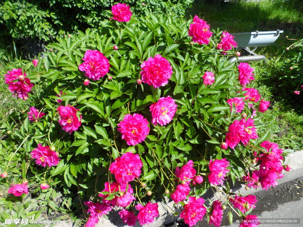 芍药花