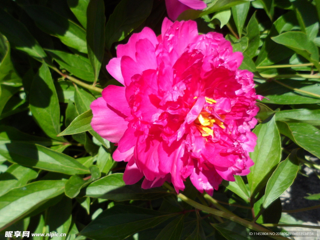 芍药花