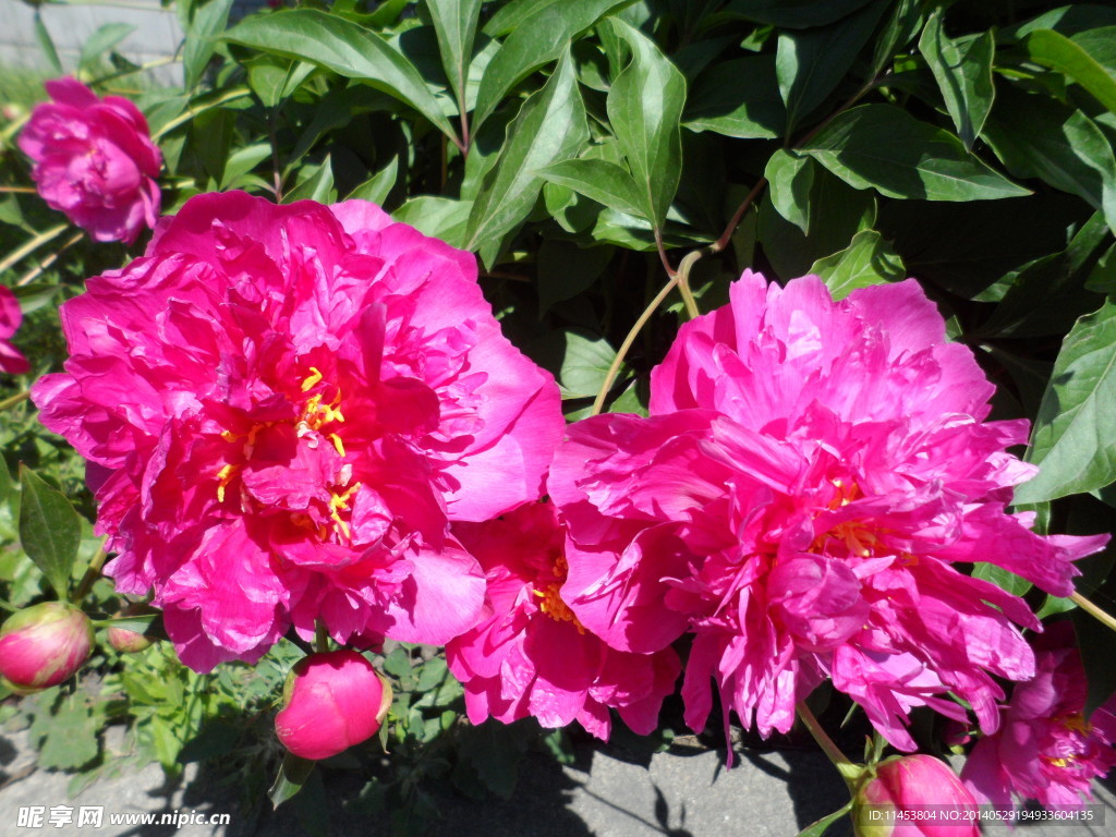芍药花