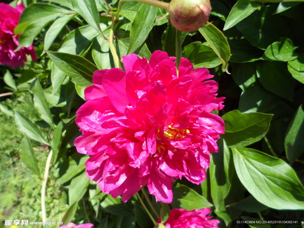 芍药花
