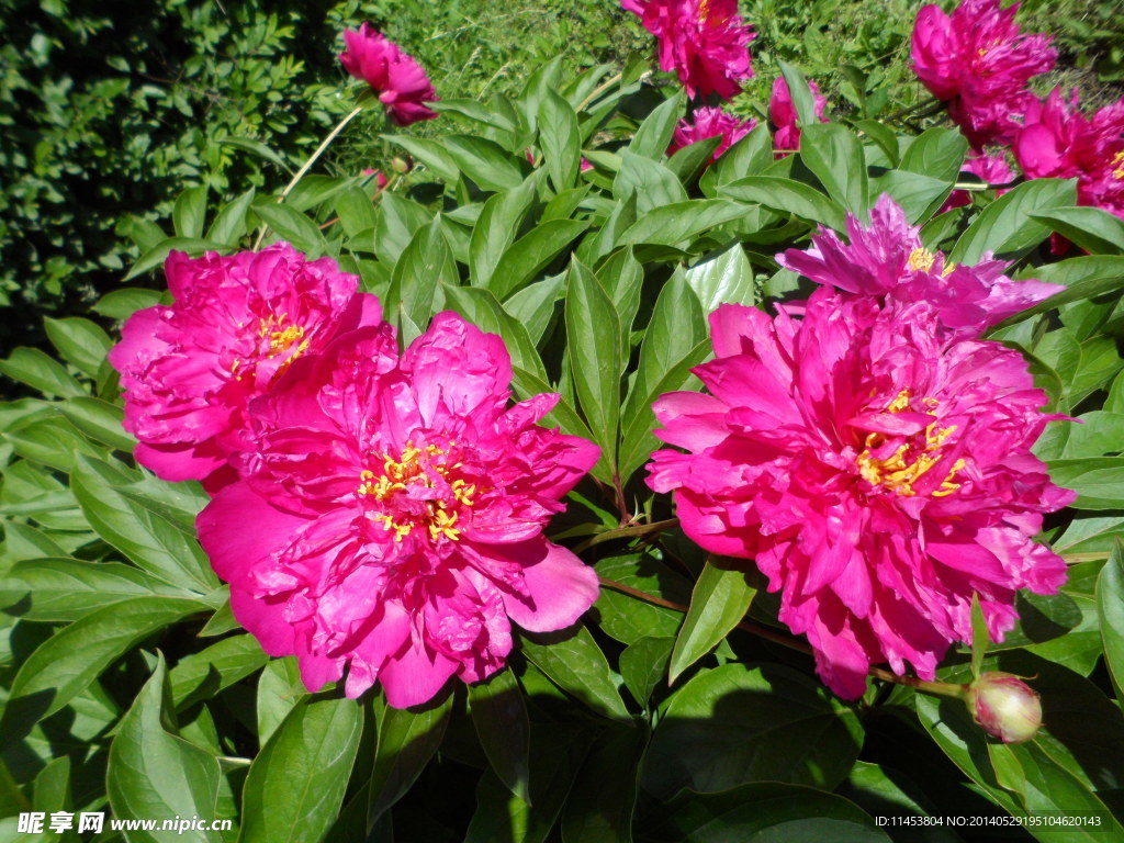 芍药花