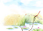 蜻蜓点水