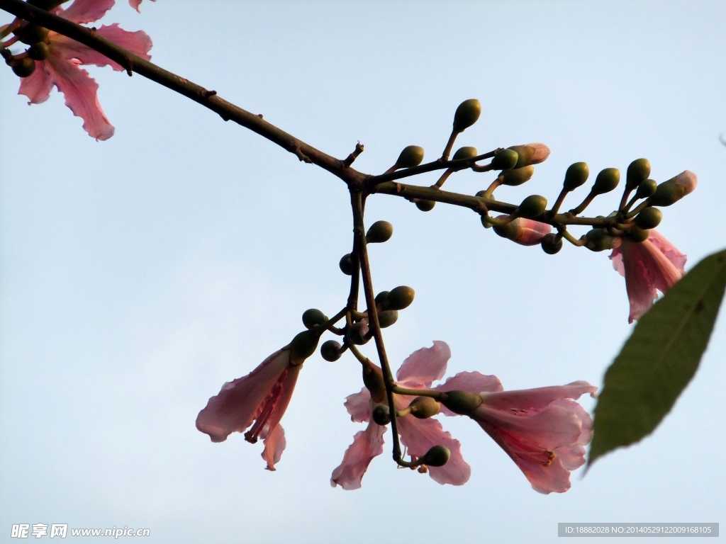 木棉花