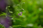 紫花