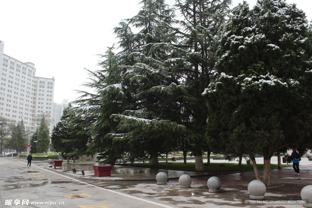 夏雪青松